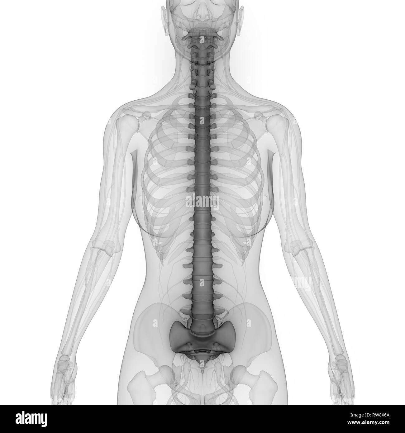 Human Skeleton System Vertebral Column Anatomy Stock Photo