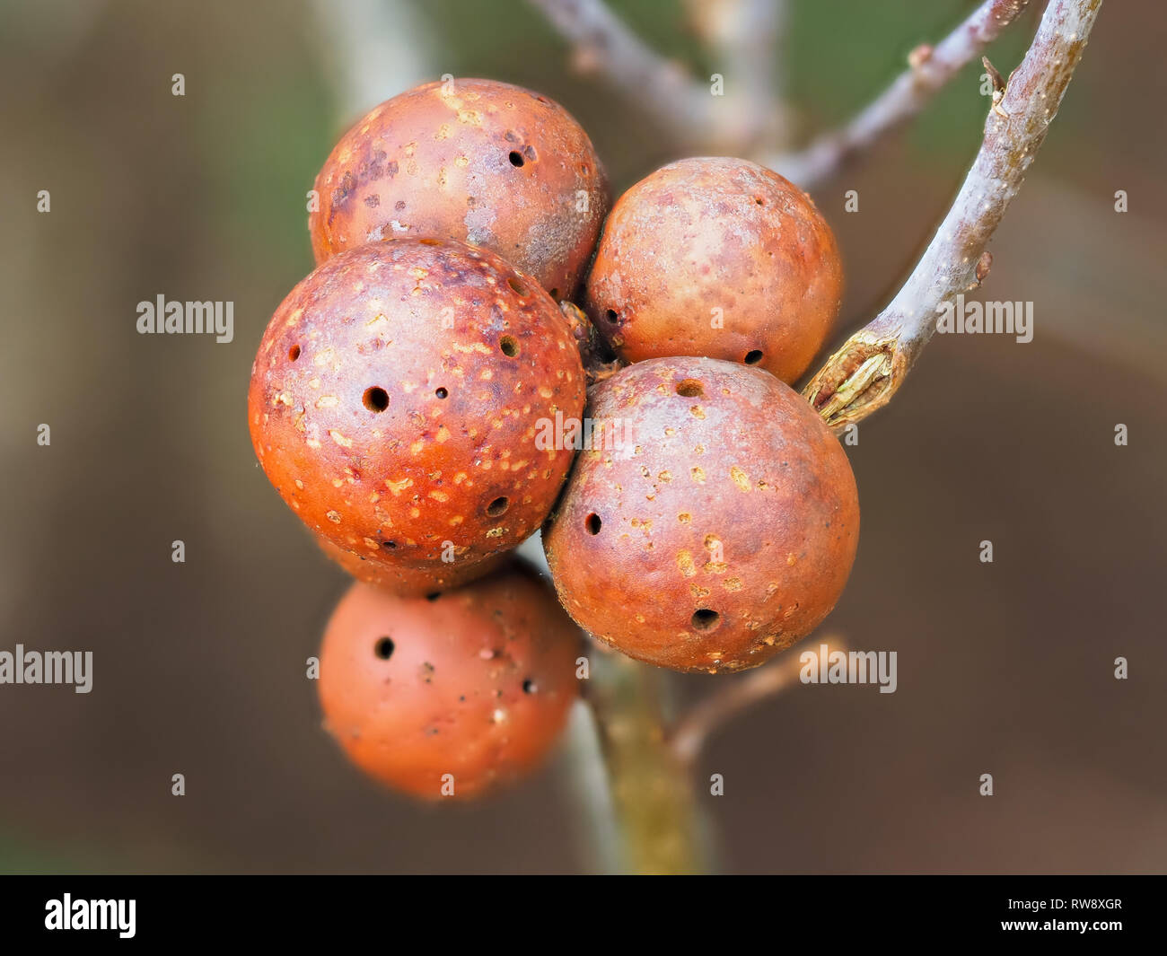 Oak Apple Gall Stock Photo Alamy