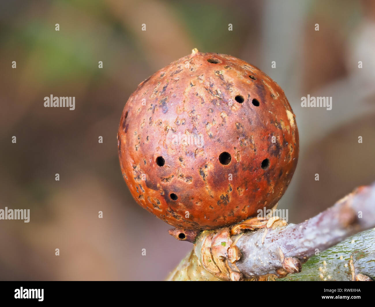 Common spangle gall wasp hi-res stock photography and images - Alamy