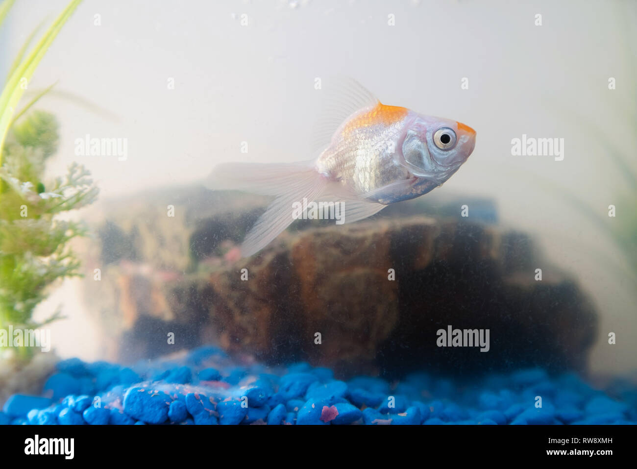 Goldfish in the aquarium at home. Fish rock and plants in the ...