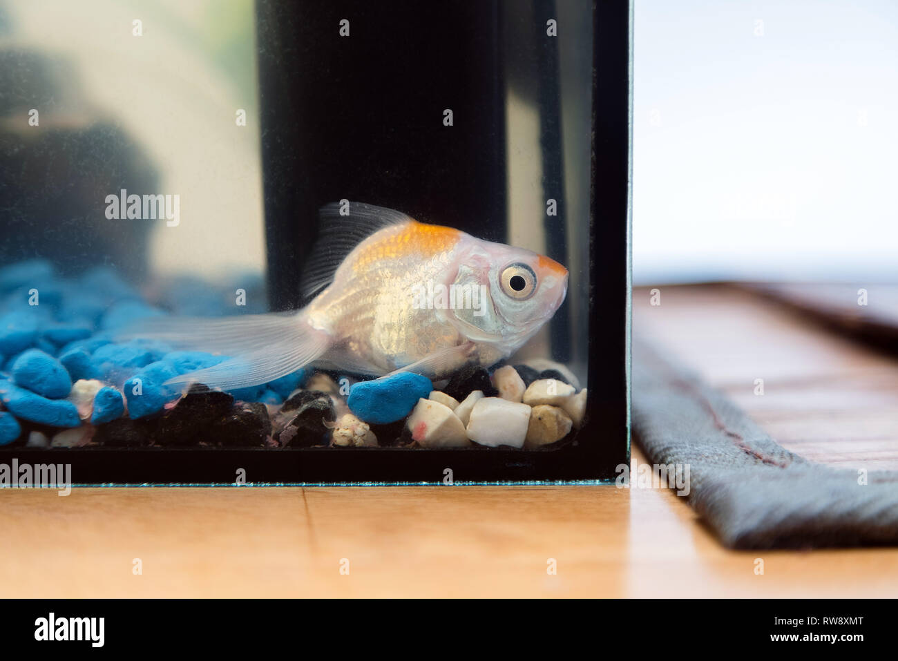 Download 720 Koleksi Background Aquarium Untuk Louhan Gratis