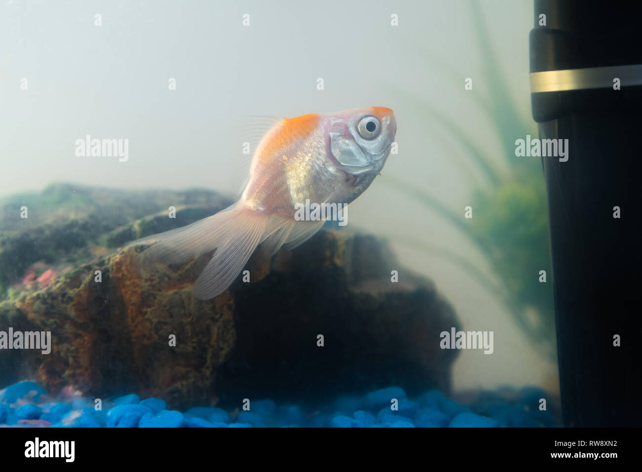 Goldfish green plants tank hi-res stock photography and images - Alamy