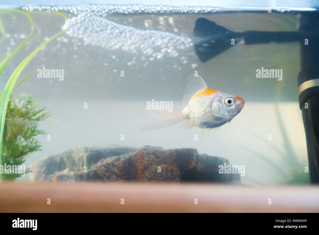 Goldfish in the aquarium at home. Aquarium filer, rock and plants in ...