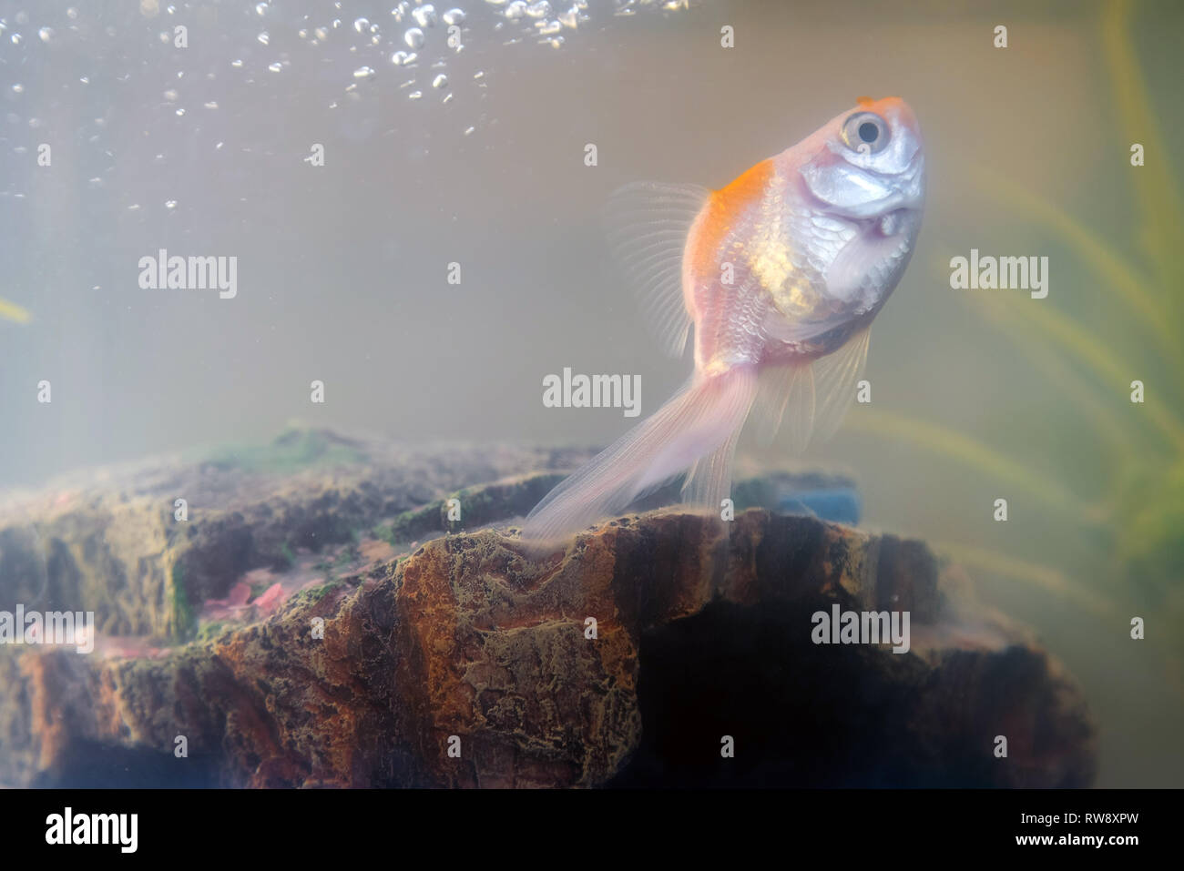 Goldfish in the aquarium at home. Aquarium filer, rock and plants in ...
