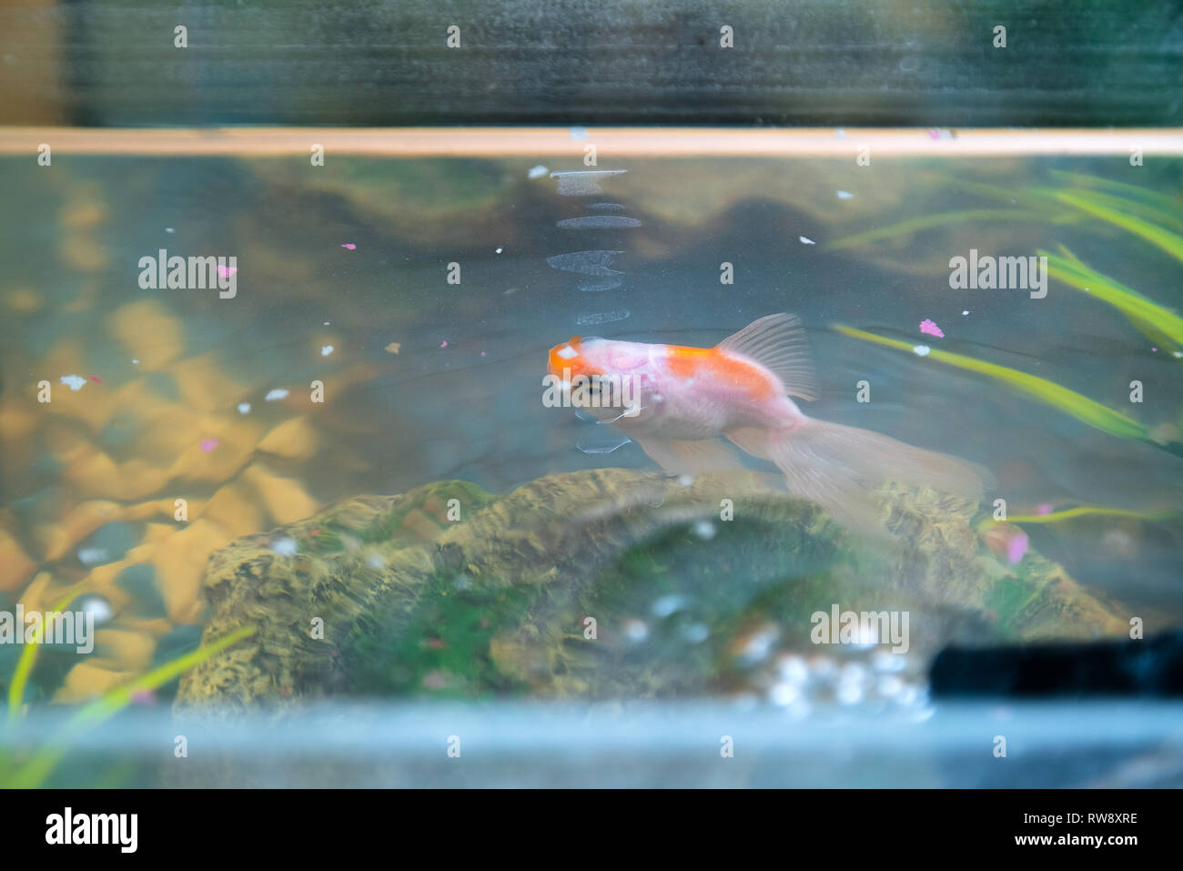 Feeding goldfish in the aquarium at home. Fish rock and plants in the
