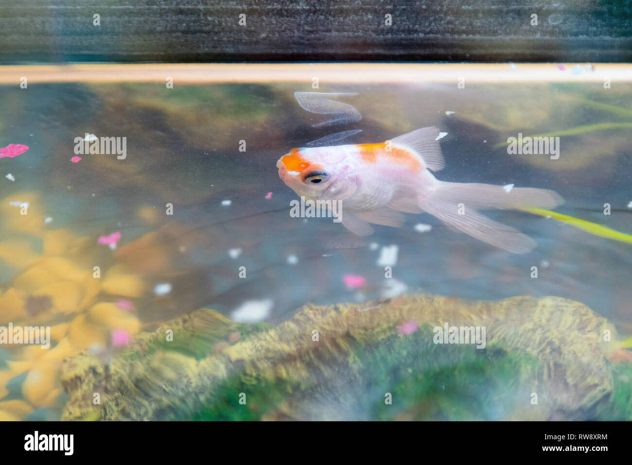 Feeding goldfish in aquarium home hi-res stock photography and images ...