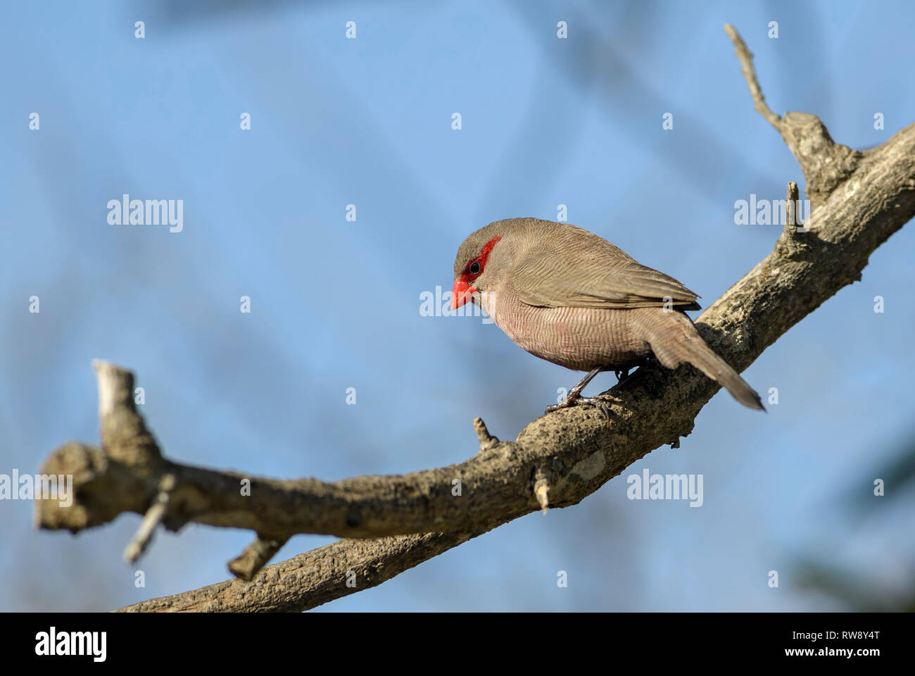 Common Waxbill - Estrilda astrild, beautiful small perching bird with red beak from African gardens and bushes, Swakopmund, Namibia. Stock Photo