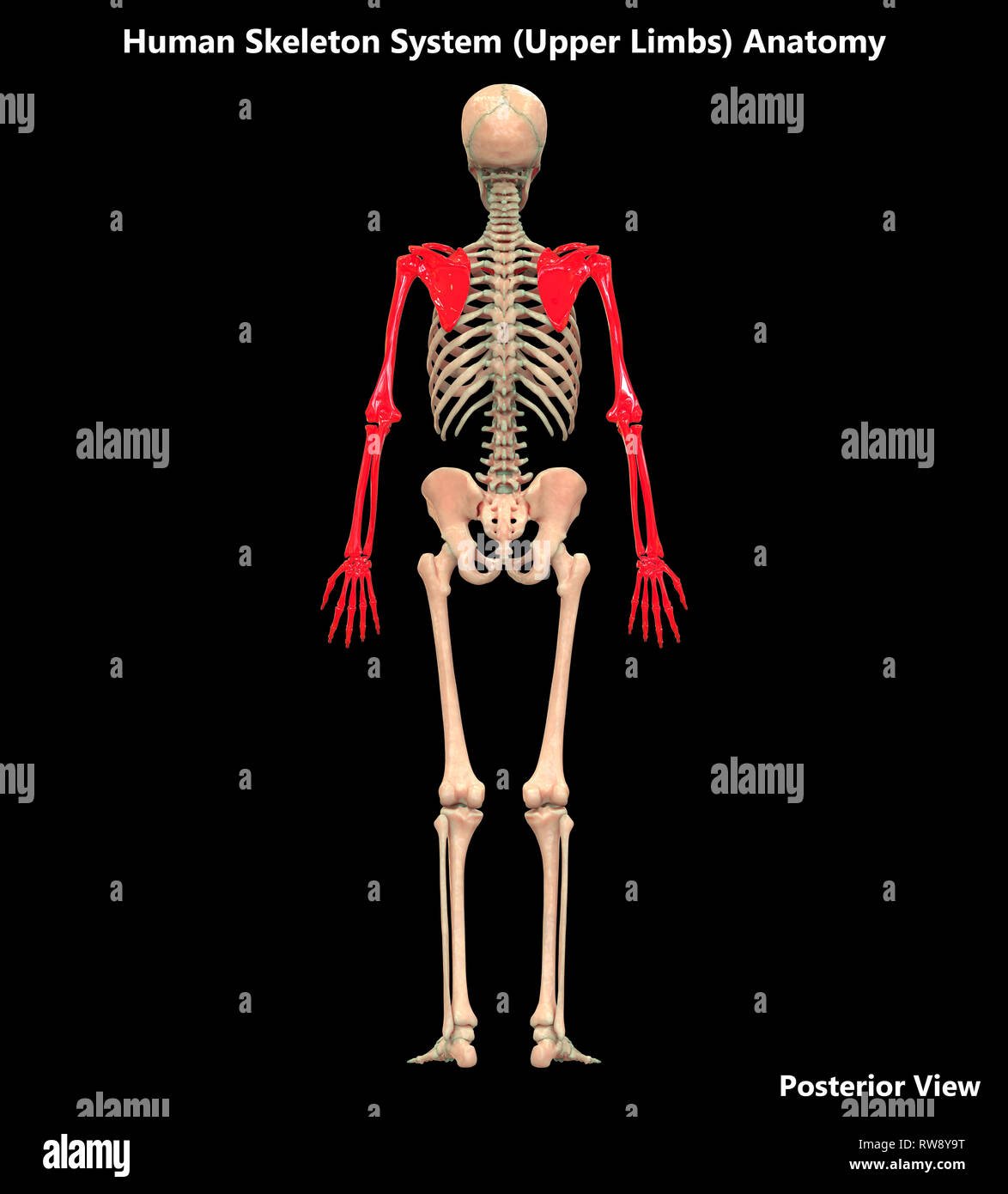 Human Skeleton System Anatomy Posterior View Stock Photo - Alamy