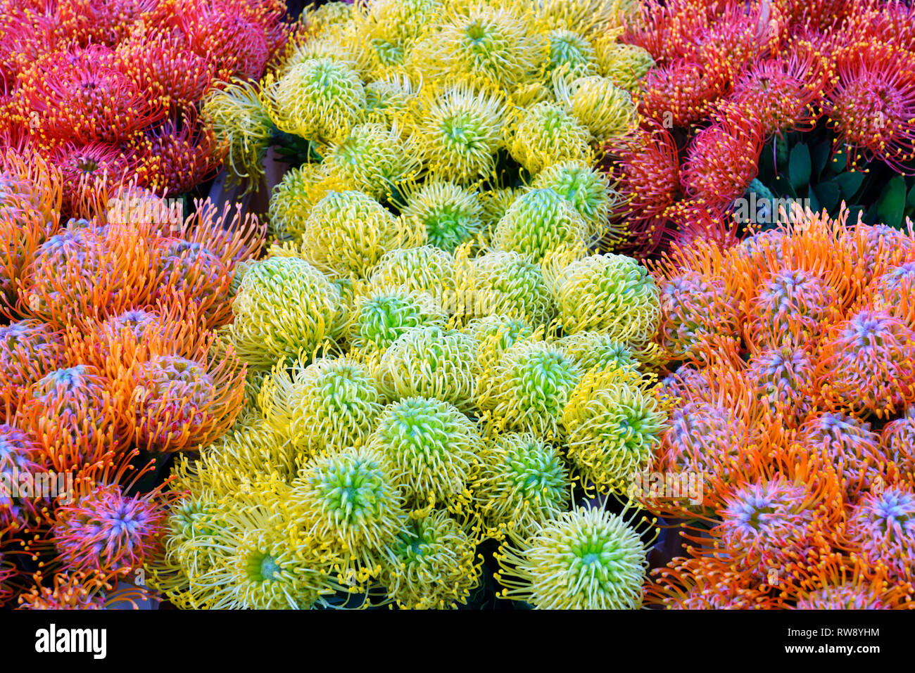 Tropical yellow and orange protea pin flowers (Leucospermum) for sale at a farmers market in Copenhagen Stock Photo