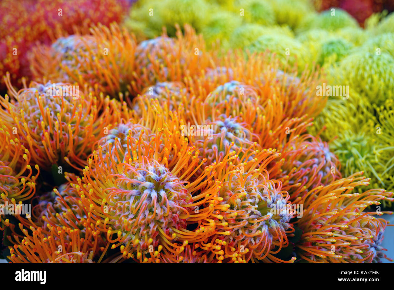 Tropical yellow and orange protea pin flowers (Leucospermum) for sale at a farmers market in Copenhagen Stock Photo
