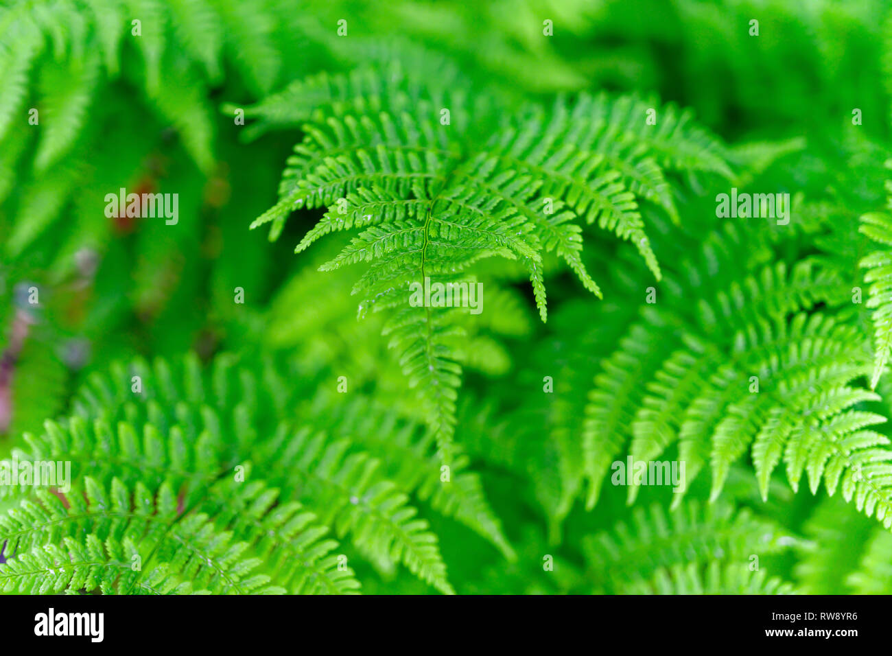 Delicate soft leaves of a woodland fern. Stock Photo