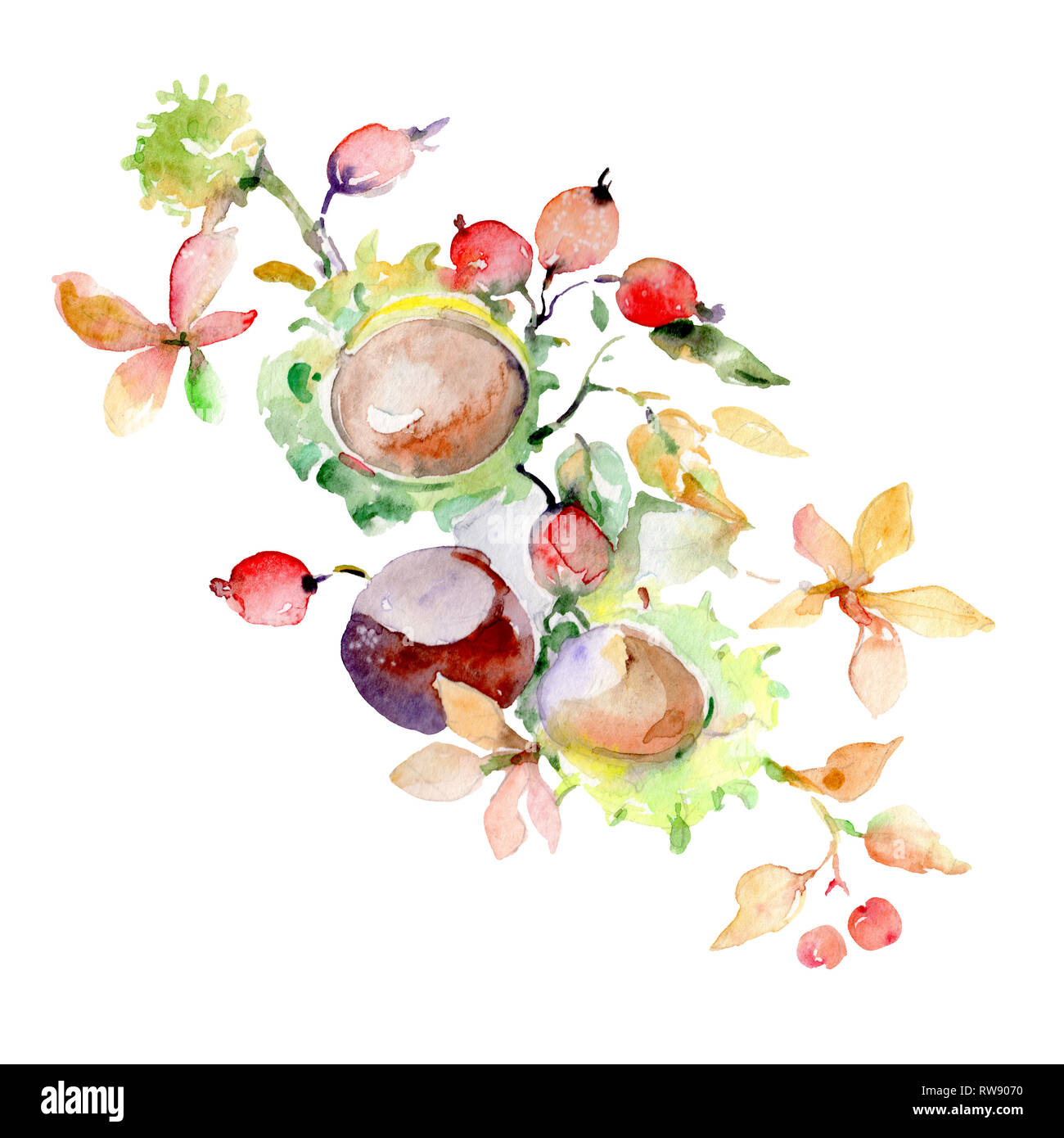 Bouquet of autumn forest fruits. Wild spring leaf isolated. Watercolor  background illustration set. Watercolour drawing fashion aquarelle.  Isolated bo Stock Photo - Alamy