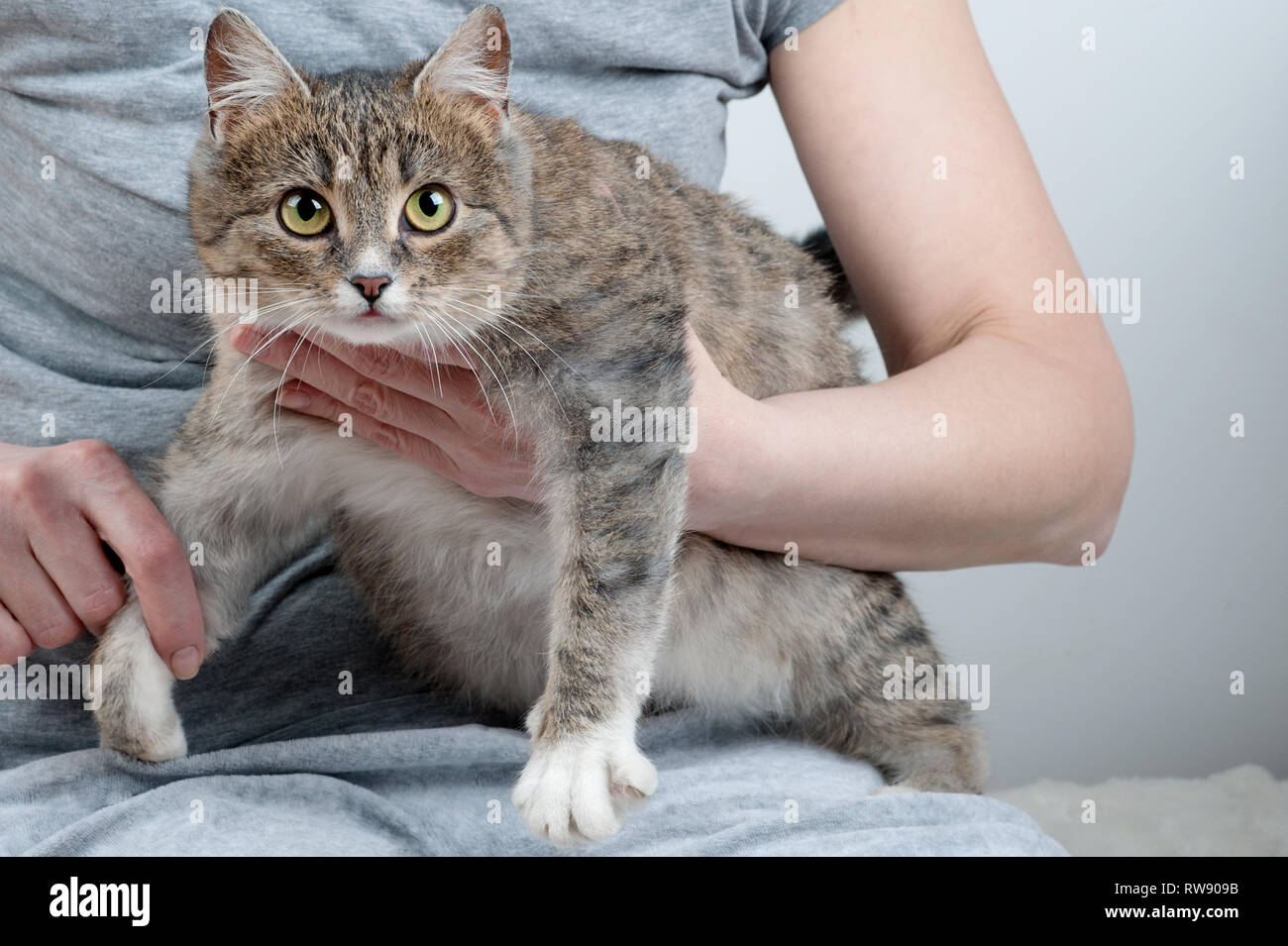 Close up of a pretty green eyed cat sitting on womans hands. The gray,brown and  white mixed breed short-haired with the owner.Cat is pregnant, with a Stock Photo