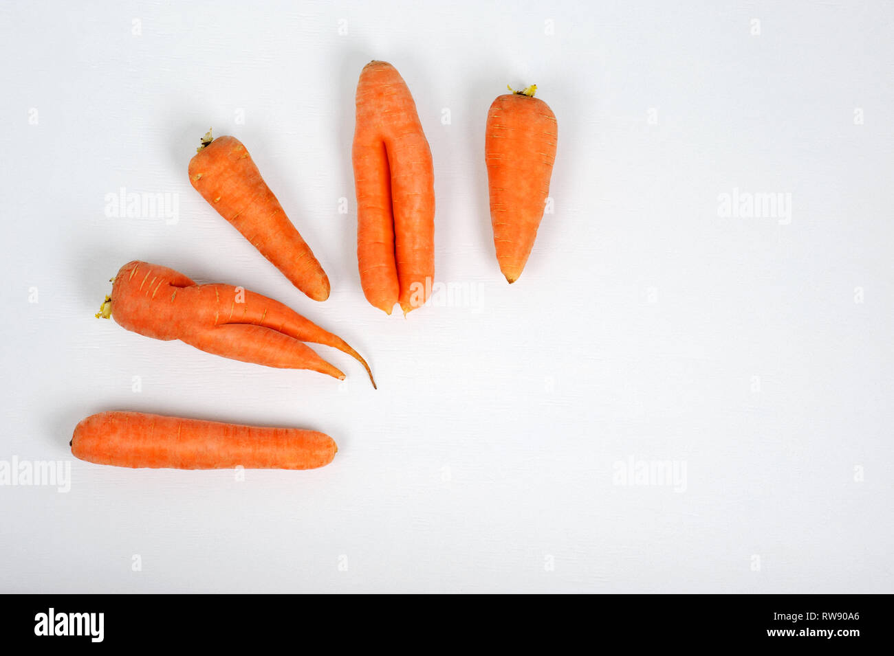 Ugly Carrots.Nutritious and delicious as all the other carrots, but is a slightly different shape.Every day, thousands of “optically deficient” carrot Stock Photo
