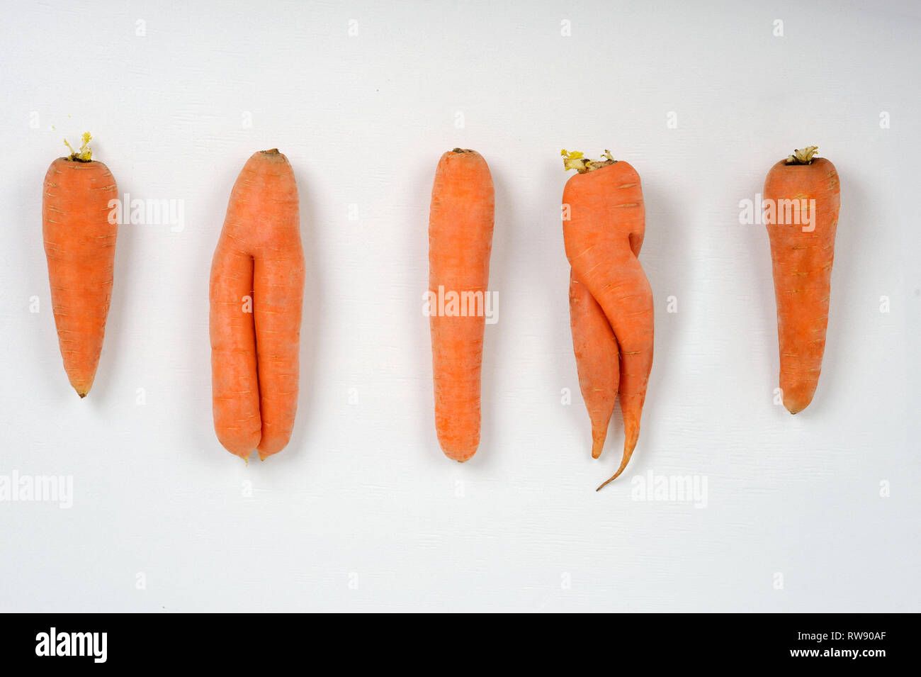 Eating Ugly. Ugly carrot taste just as good as perfect-looking food and is as nutritious.Food concept. Stock Photo