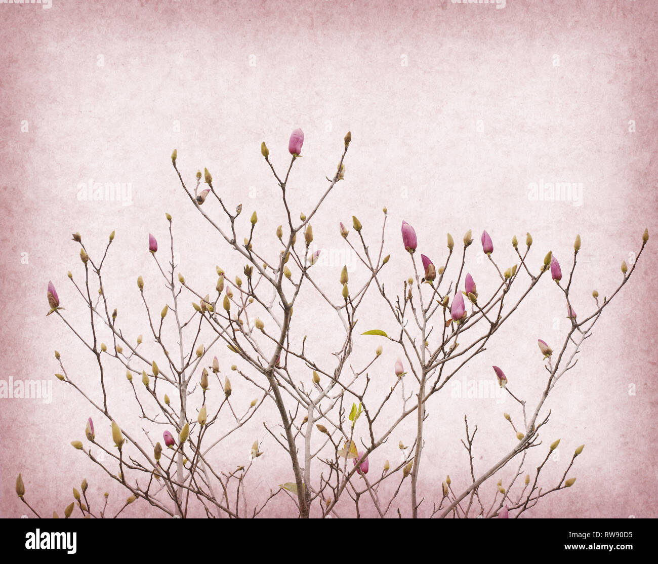 Pink magnolia flowers on old paper background Stock Photo - Alamy