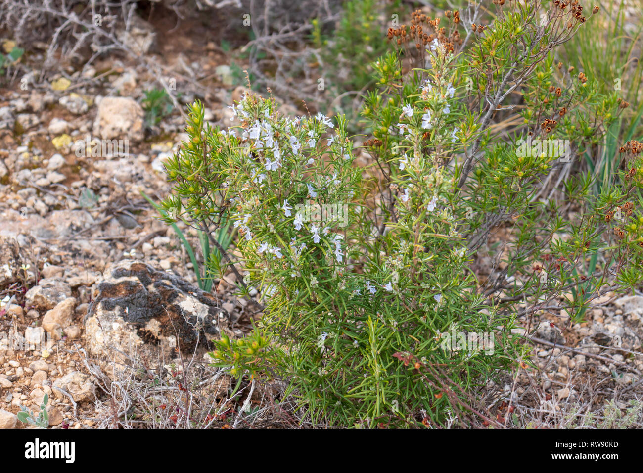 Rosmarinus officinalis, Wild Rosemary Herb growing on a Spanish Hillside Stock Photo