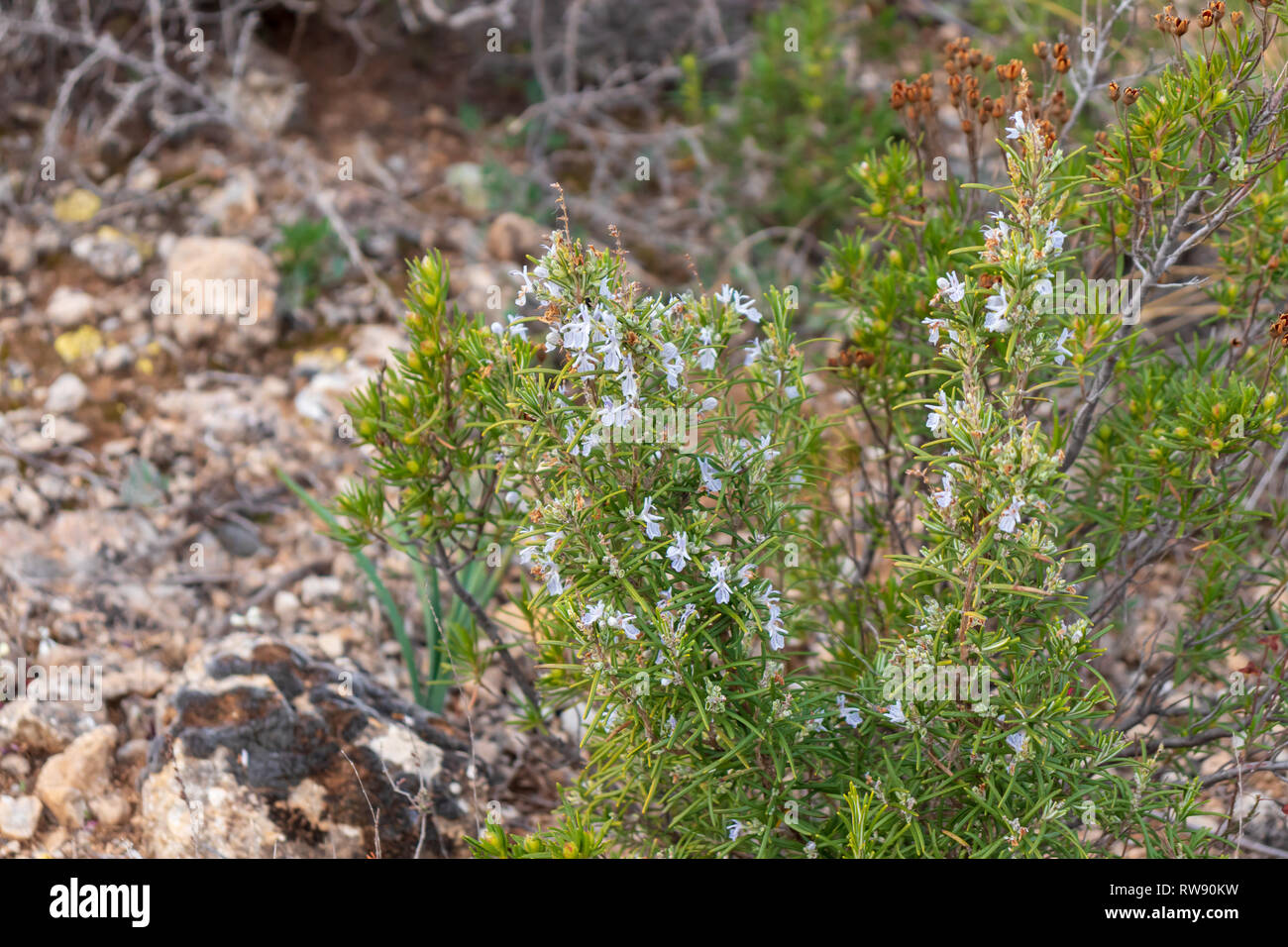 Rosmarinus officinalis, Wild Rosemary Herb growing on a Spanish
