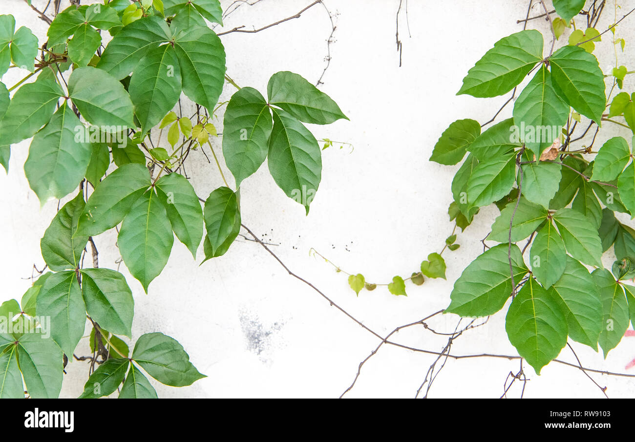 ivy leaves isolated on a white background Stock Photo - Alamy