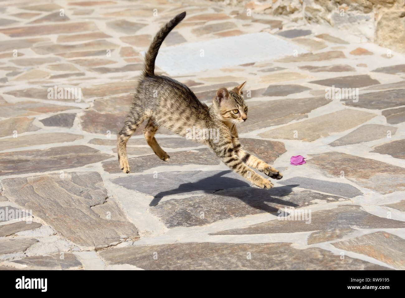 Funny tabby cat kitten running and jumping with shadow effect in a Greek alleyway, Aegean island, Greece Stock Photo