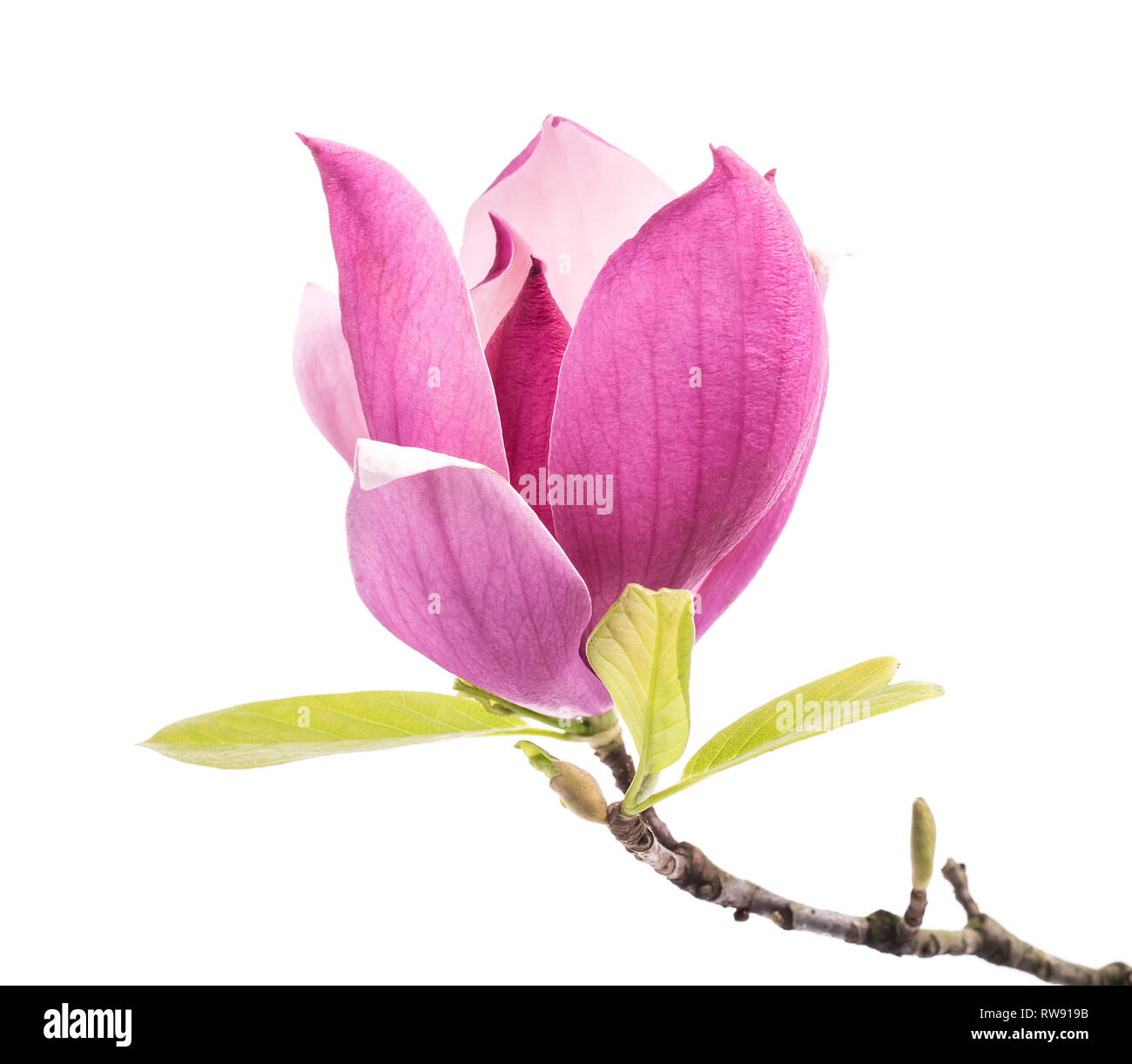 Pink magnolia flowers isolated on white background Stock Photo - Alamy