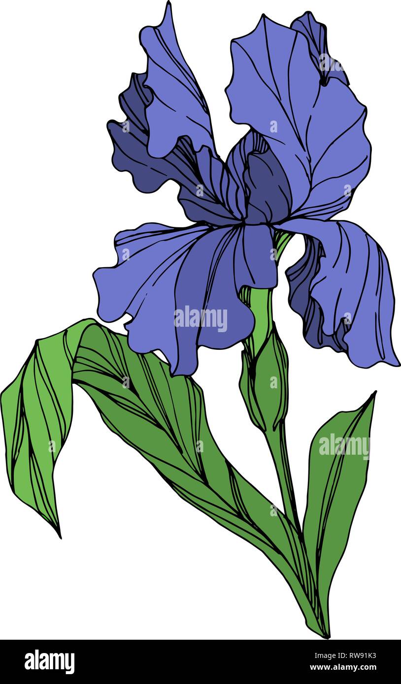 Vector Blue iris floral botanical flower. Wild spring leaf ...