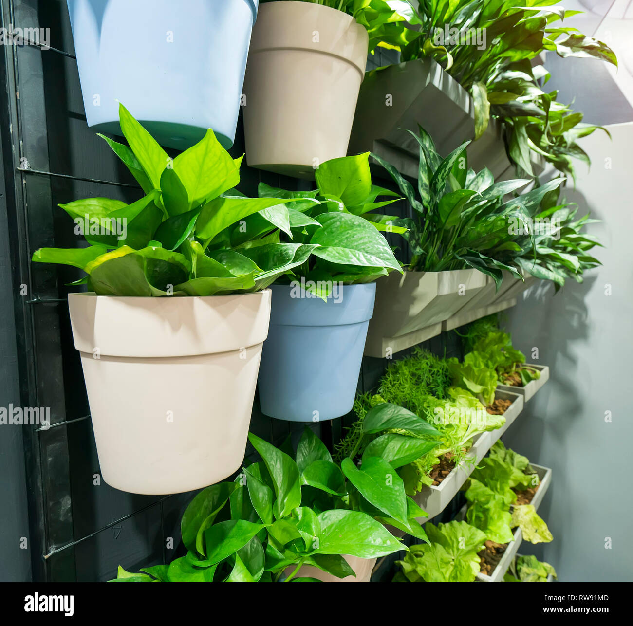 Devils ivy decorated on wall Stock Photo Alamy