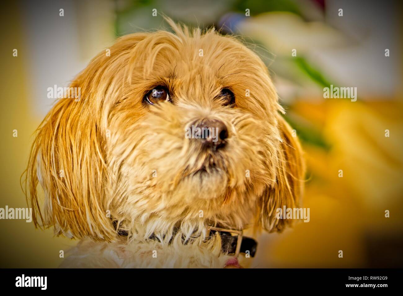 Pet portrait of dog Stock Photo