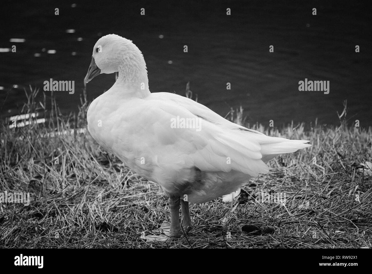 Beautiful White goose in a lake Stock Photo