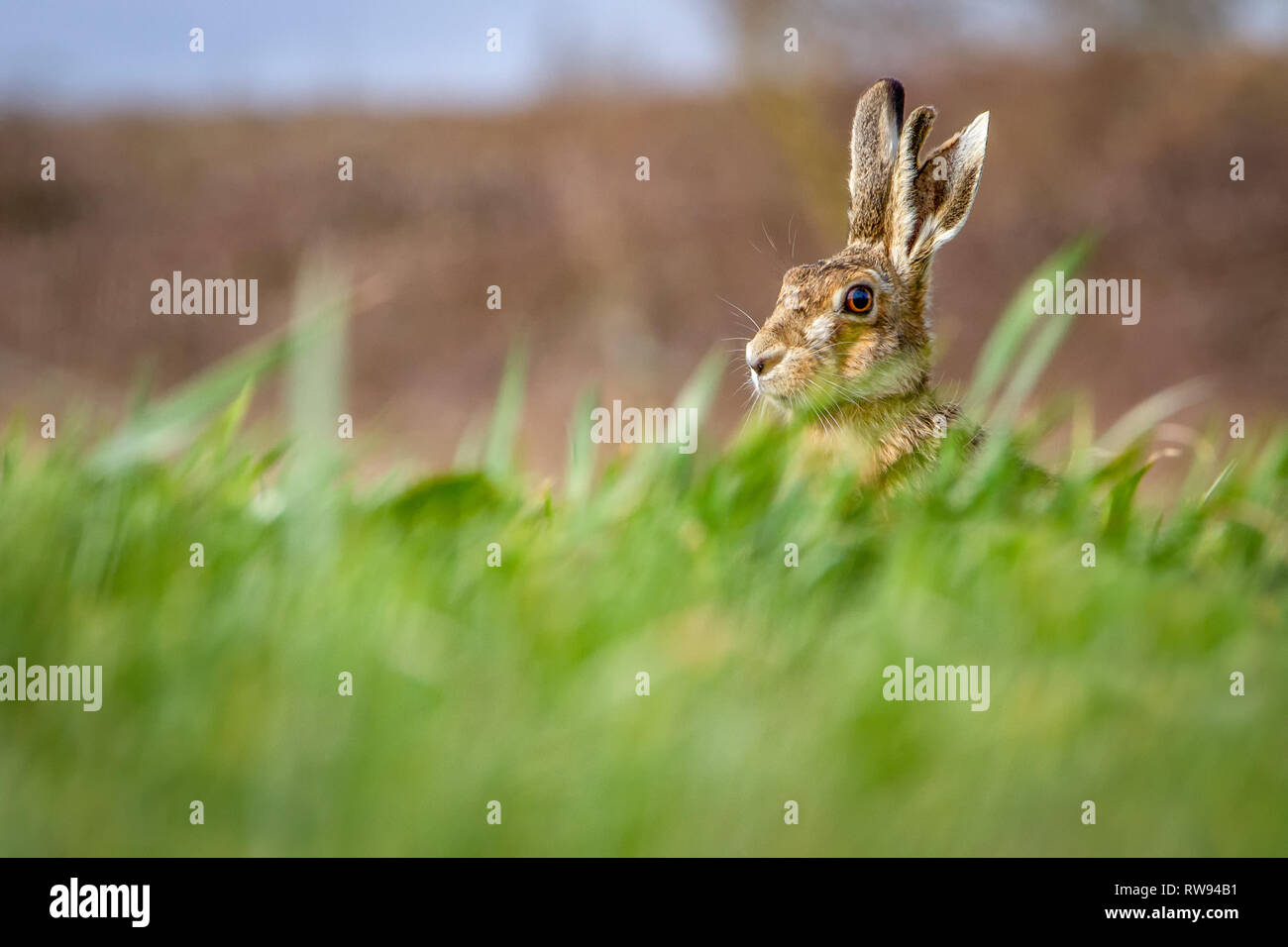 European Brown Hare (Lepus europaeus) in summer farmland setting, United Kingdom Stock Photo
