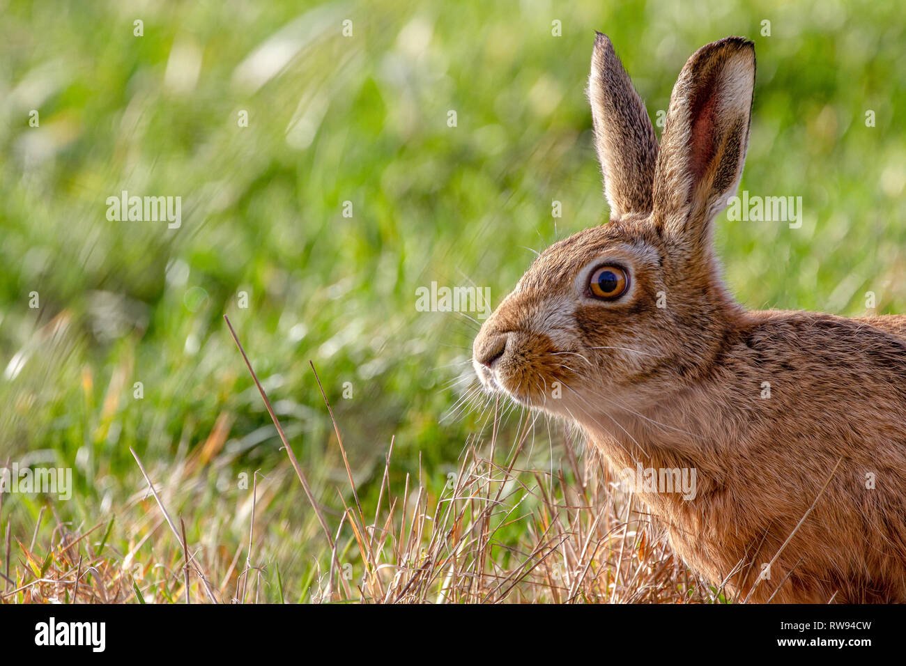 European Brown Hare (Lepus europaeus) in summer farmland setting, United Kingdom Stock Photo
