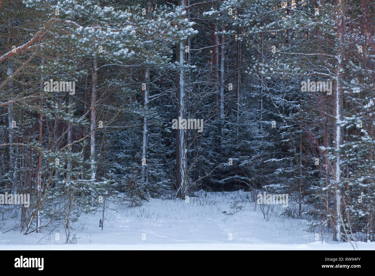 Dense pine forest hi-res stock photography and images - Alamy