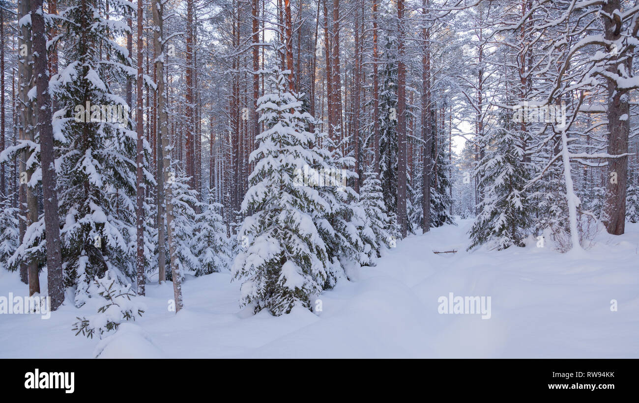 Snow covered taiga with pines and Christmas trees Stock Photo