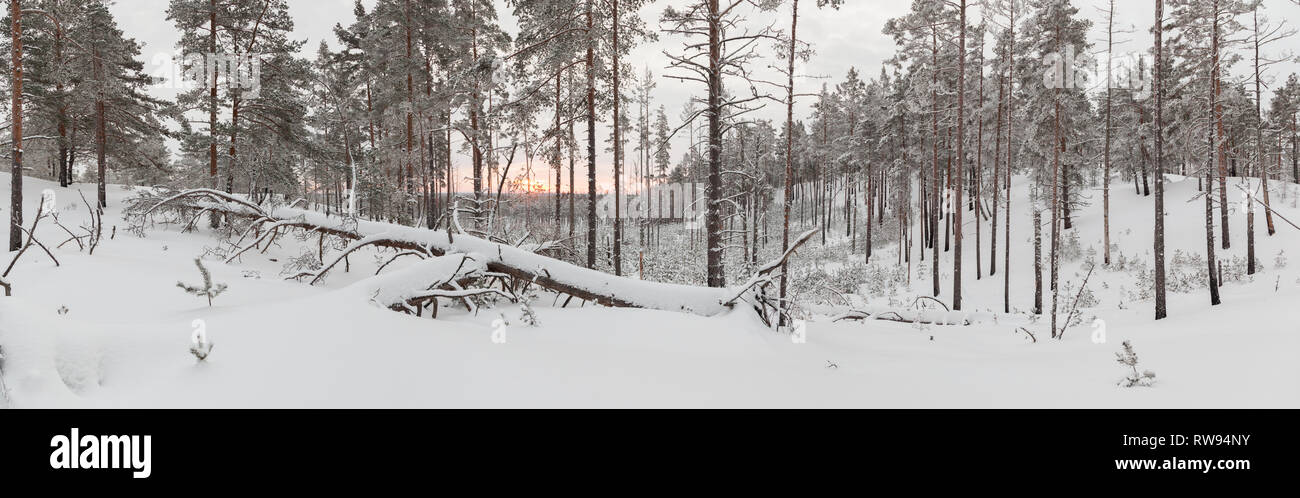 Panorama of Rarely standing trees covered with frost and snow Stock Photo
