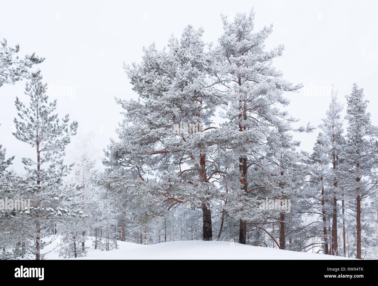 Rarely standing pine trees covered with frost and snow Stock Photo