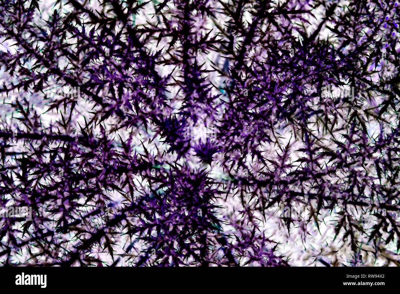 natural abstract background. Top view. Purple bush with thorns Stock