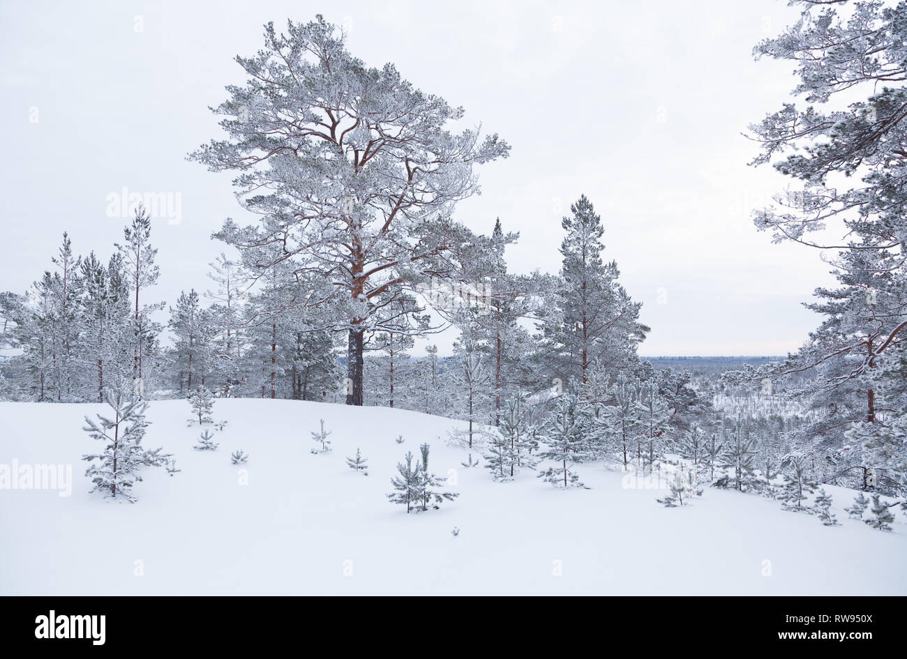 Rarely standing pine trees covered with frost and snow Stock Photo