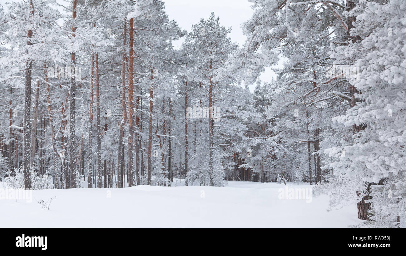 Pine trees covered with frost and snow Stock Photo