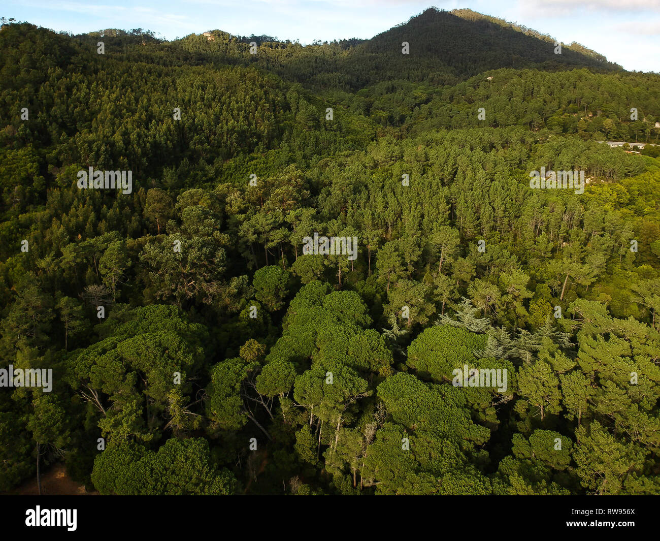 Aerial sun mountain pine forest hi-res stock photography and images - Alamy