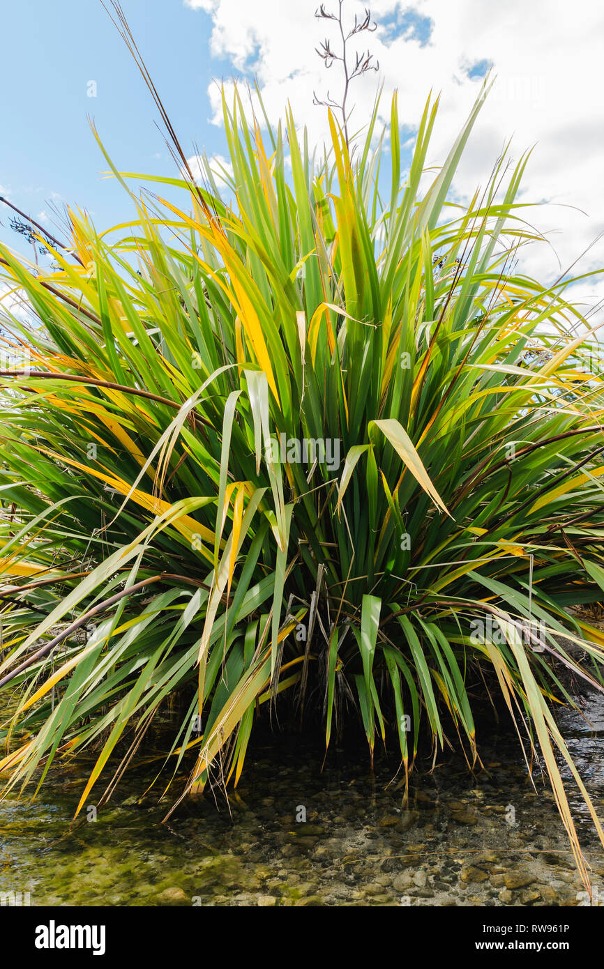 New Zealand flax plant sits on the waters edge of a lake. Stock Photo
