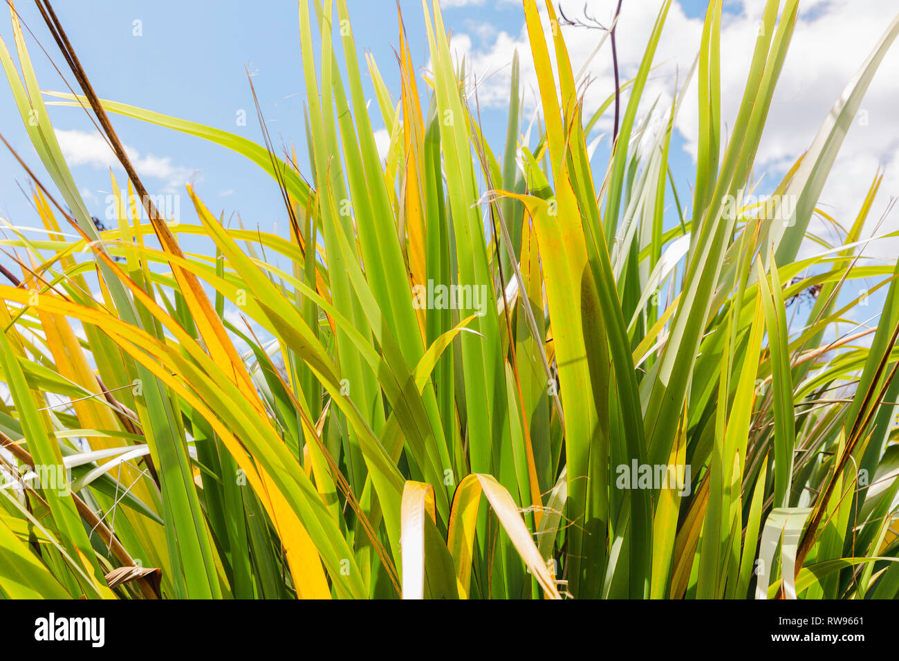 Beautiful green Flax plant shines bright in the sun, New Zealand. Stock Photo