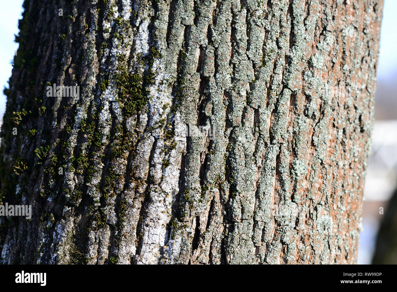 Tree bark illuminated by the sun texture background close up Stock ...