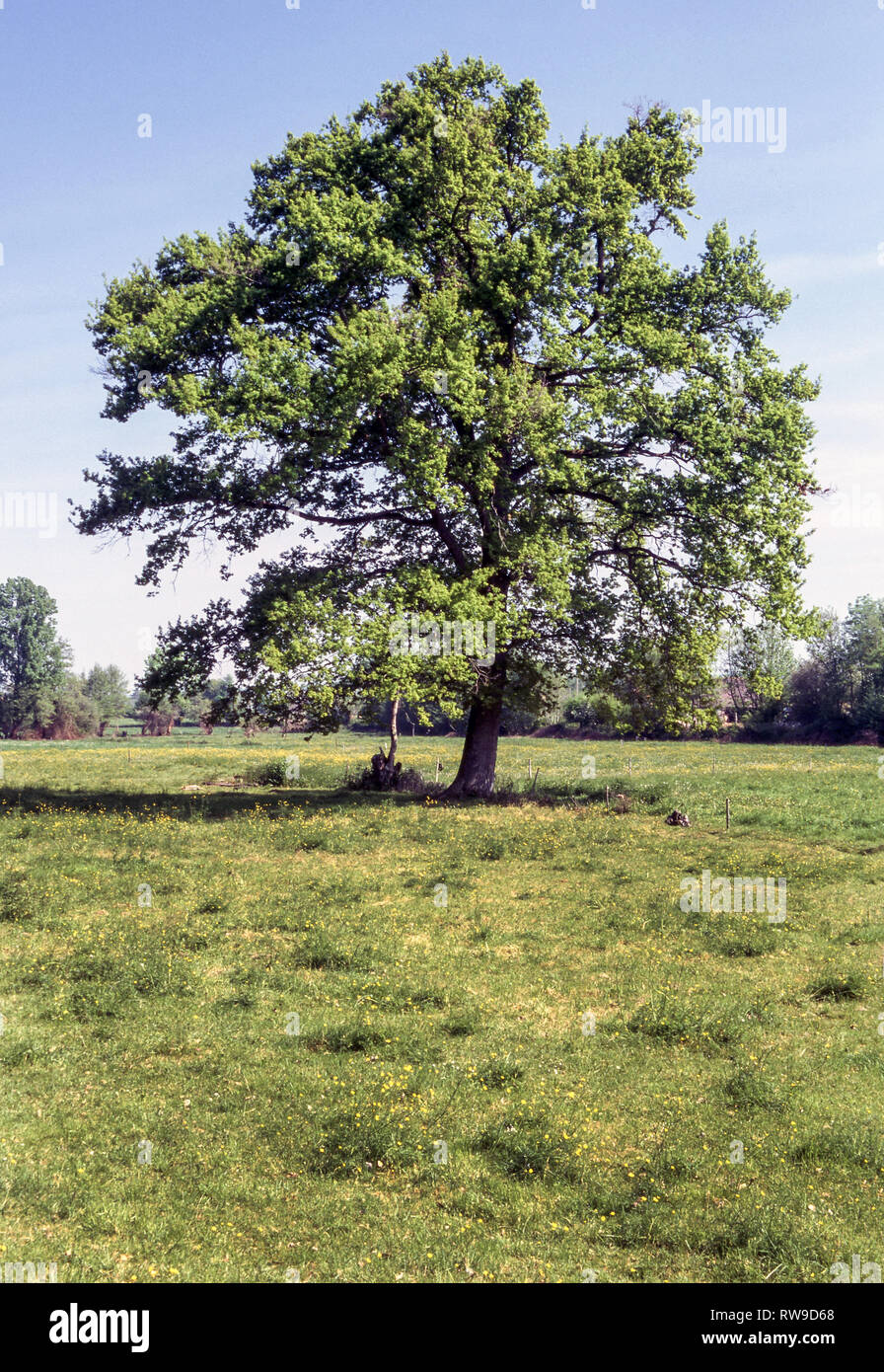 Oak tree (Quercus robur) in summer.Southwest France.Number 2 in seasonal sequence. Stock Photo