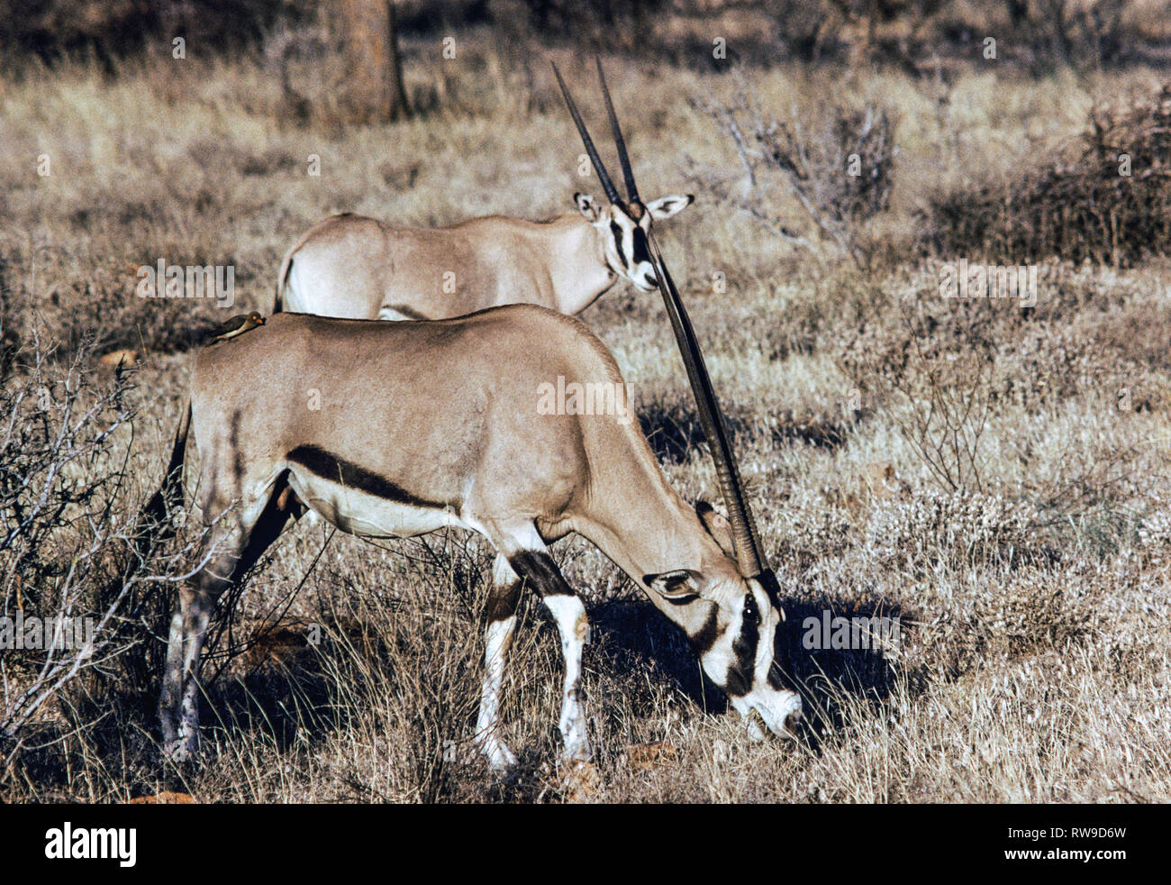 Beisa Beisa images hi-res stock photography and images - Alamy