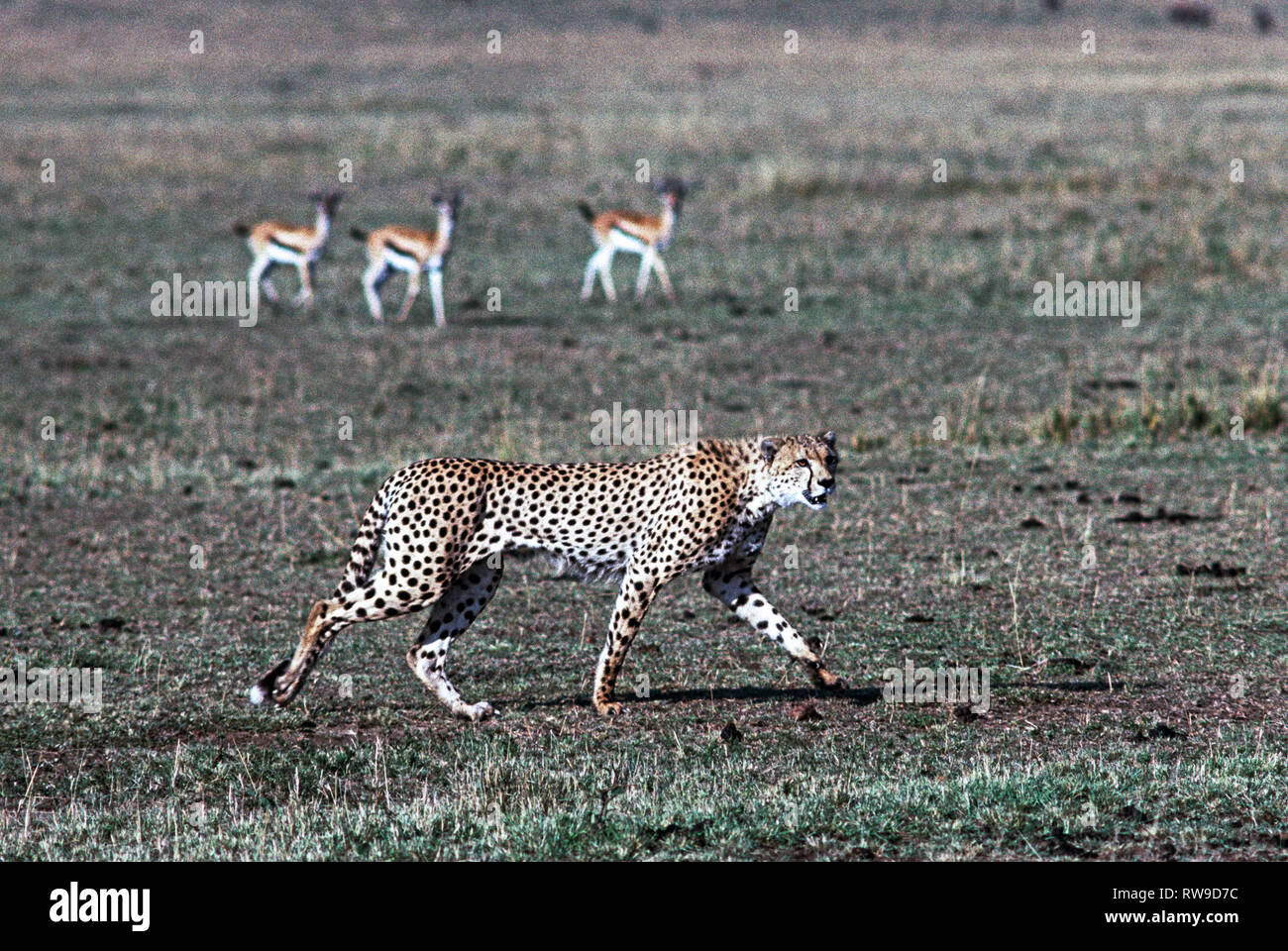 Leopard hunting gazelle hi-res stock photography and images - Alamy