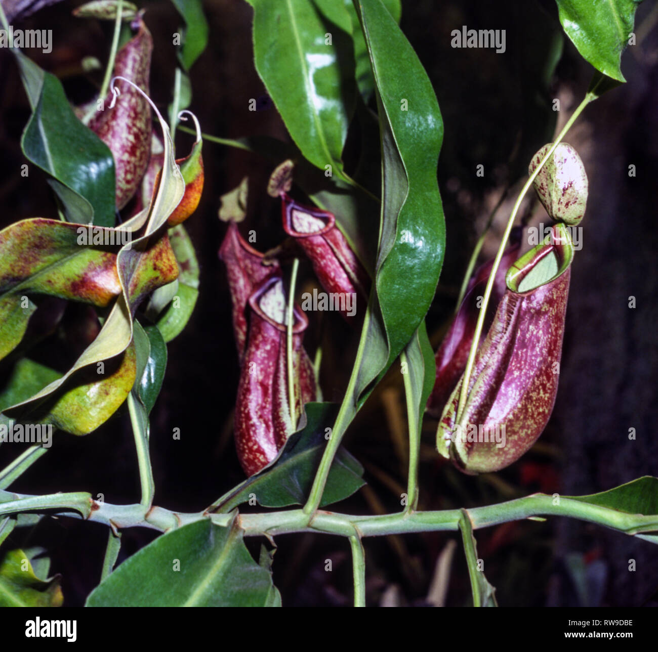 RAFFLES PITCHER PLANT Nepenthes Rafflesiana 5 Seeds RAFFLES PITCHER PLANT Nepenthes Rafflesiana 5 Seeds