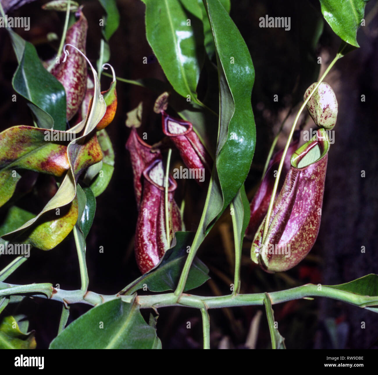 Raffles Pitcher plant (Nepenthes rafflesiana).Evergreen epiphytic plant.Photographed in a garden emporium in Southwest France. Stock Photo