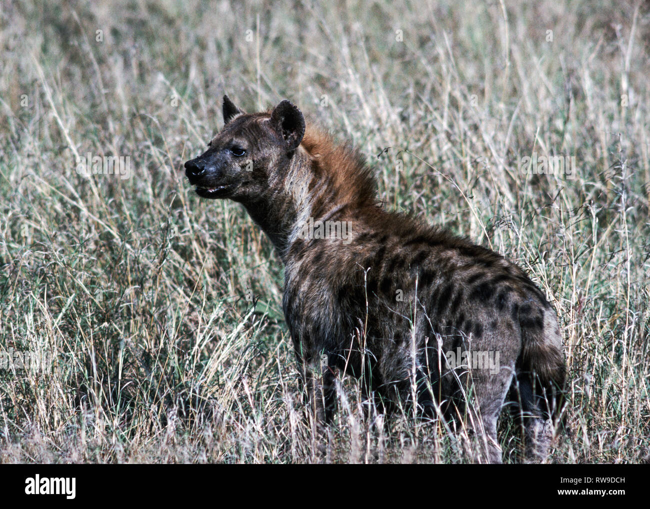 Hyene High Resolution Stock Photography And Images Alamy Hyene High Resolution Stock Photography And Images Alamy