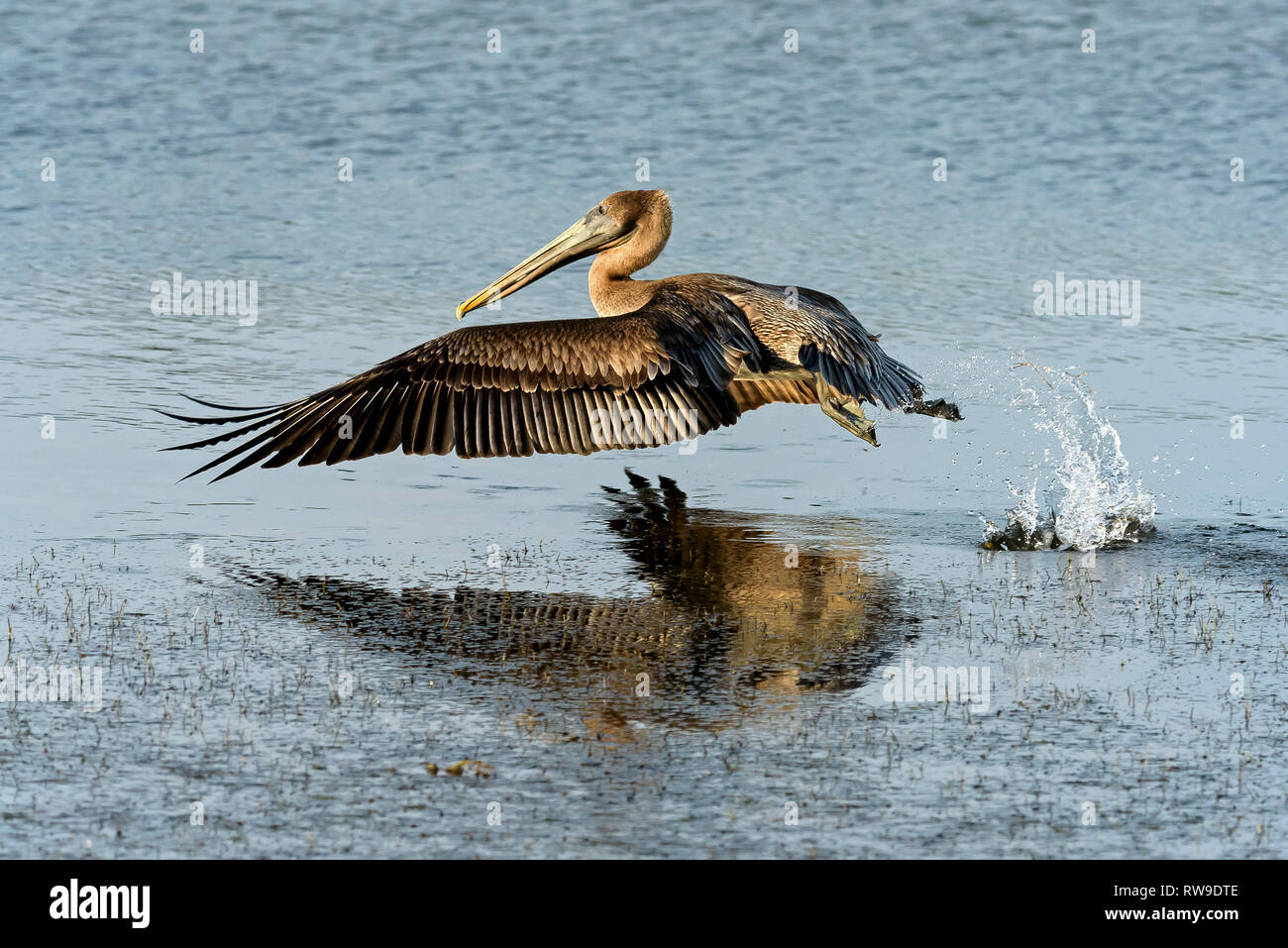 Brown pelican, juvenile (Pelecanus occidentalis) taking off near Tigertail Beach, Marco Island, Florida, USA Stock Photo