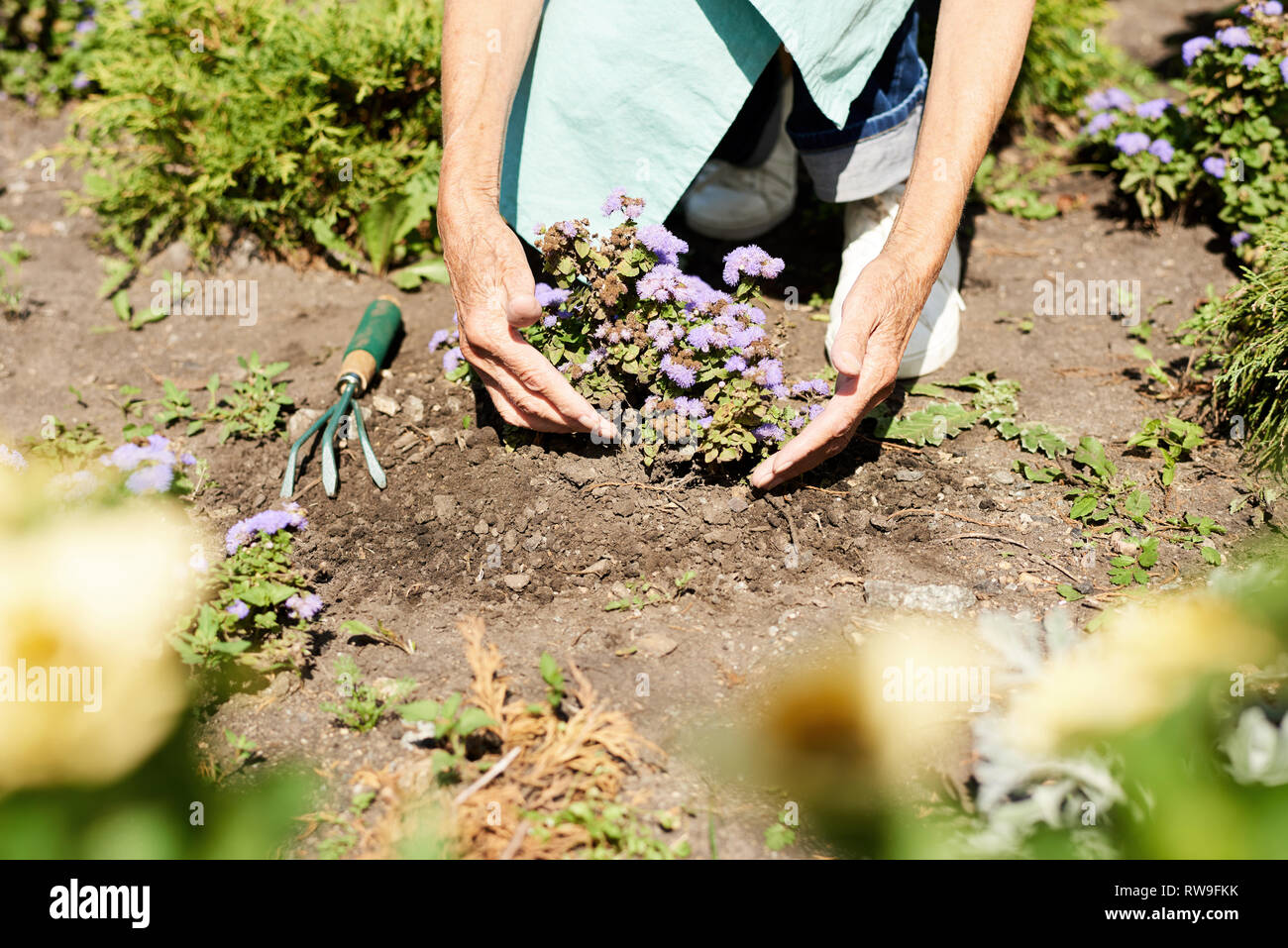 Woman Planting Flowers in Garden Close up Stock Photo